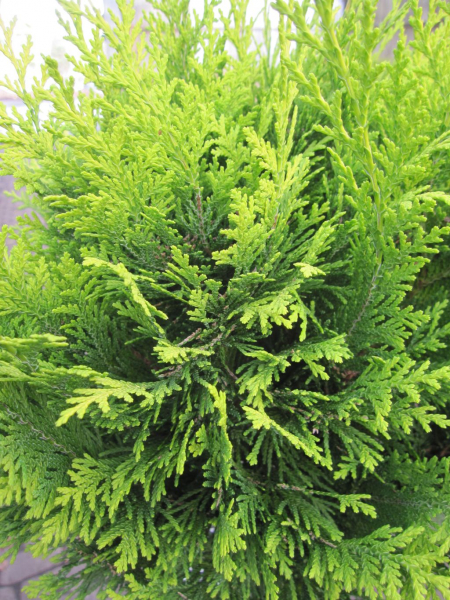 Gelbe Gartenzypresse Stardust